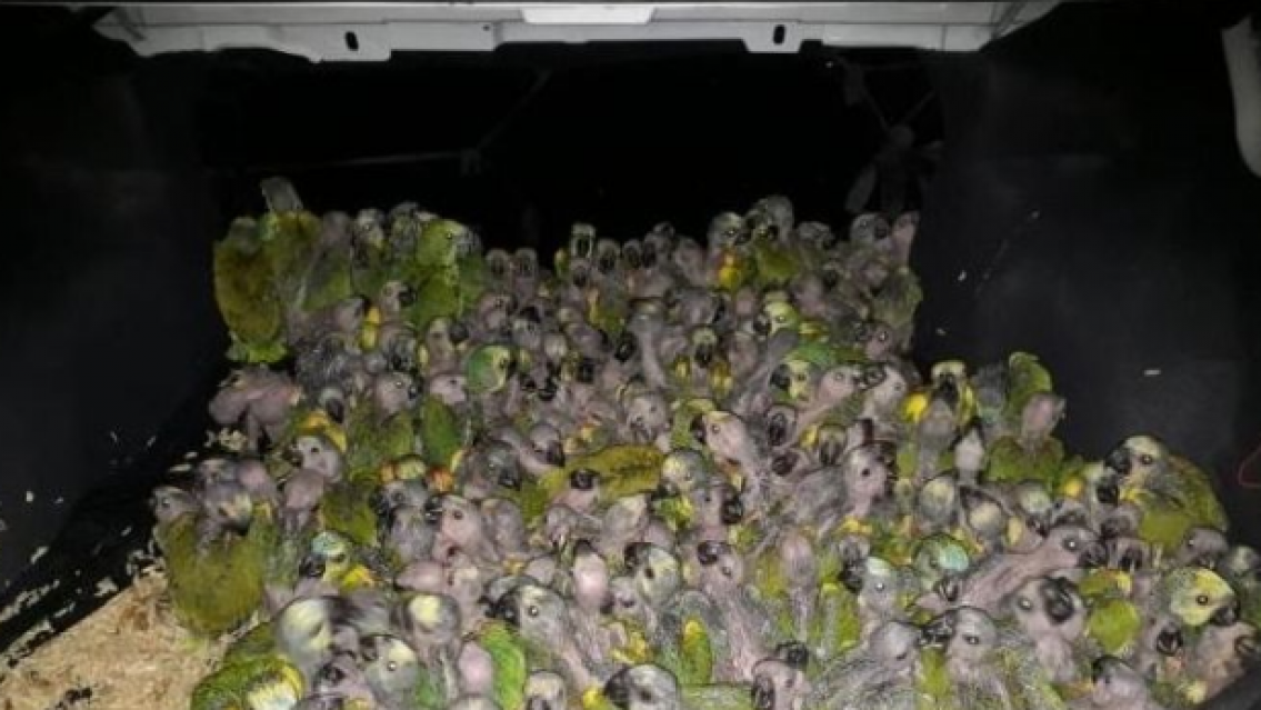 Más de 200 loros habladores fueron rescatados del mercado negro