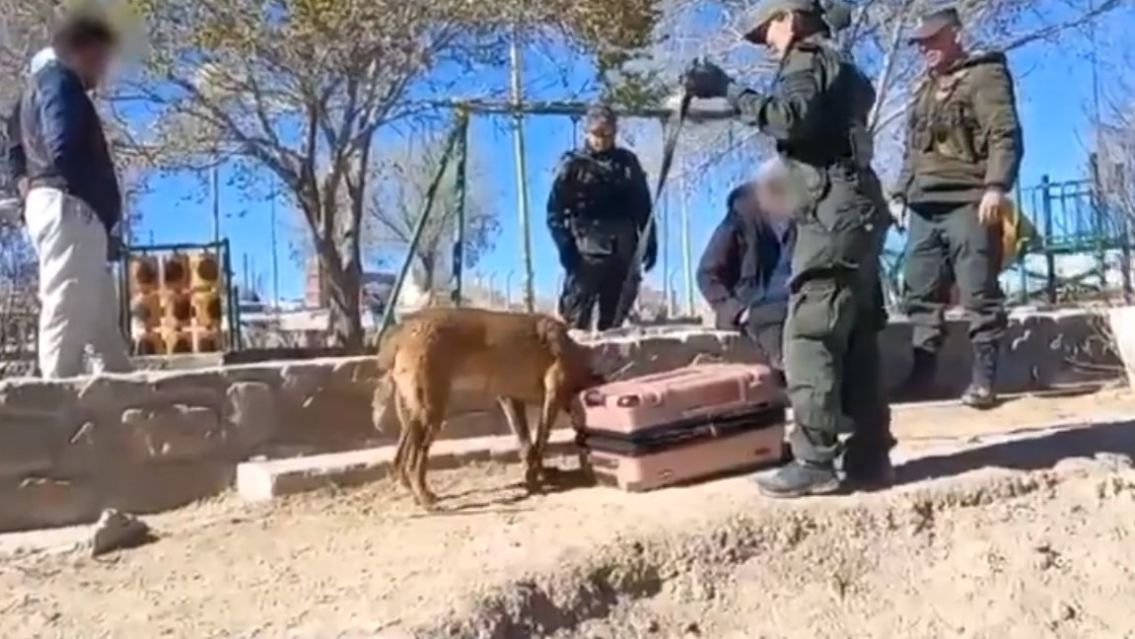 Quiso pasar de Bolivia a Jujuy con 4 kilos de merca y lo pilló Gendarmería