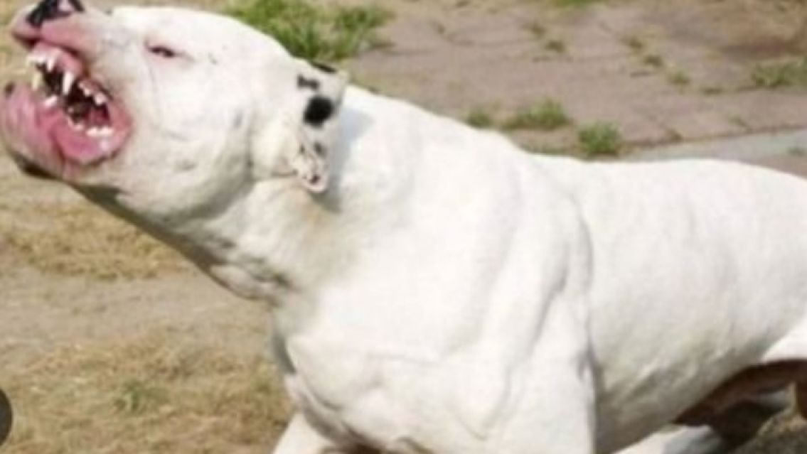 Jujeño fue brutalmente atacado por dos dogos: No fue una tragedia de milagro