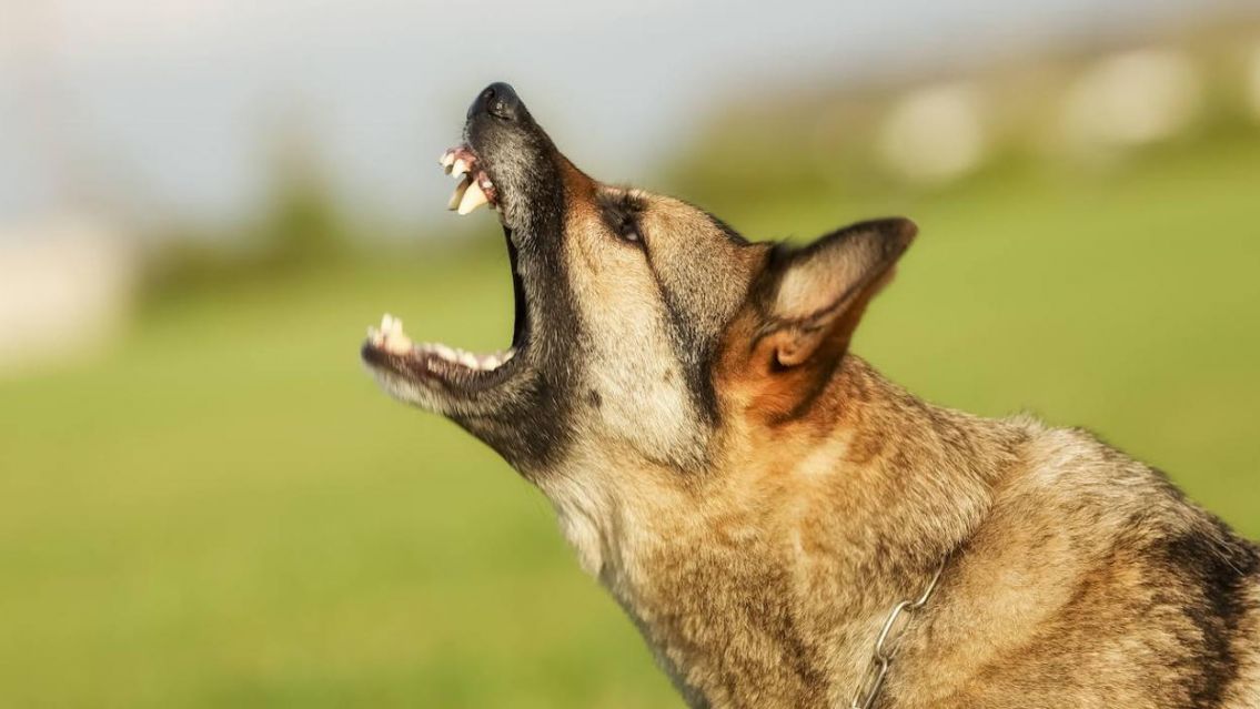 Entr� a robar y lo agarraron 7 perros: termin� grave en el hospital