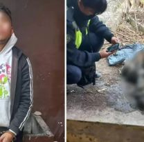 Asesinó a 5 perros en Palpalá y lo confesó: solicitan que le prohíban el acercamiento a mascotas