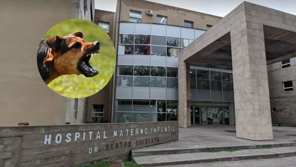 Una nenita de 2 años fue internada tras el ataque de un perro: conmoción total