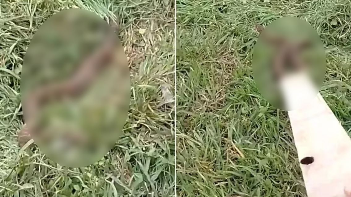 Par� al costado de la ruta y se encontr� con algo horrible: "Hay que tener mucho cuidado"