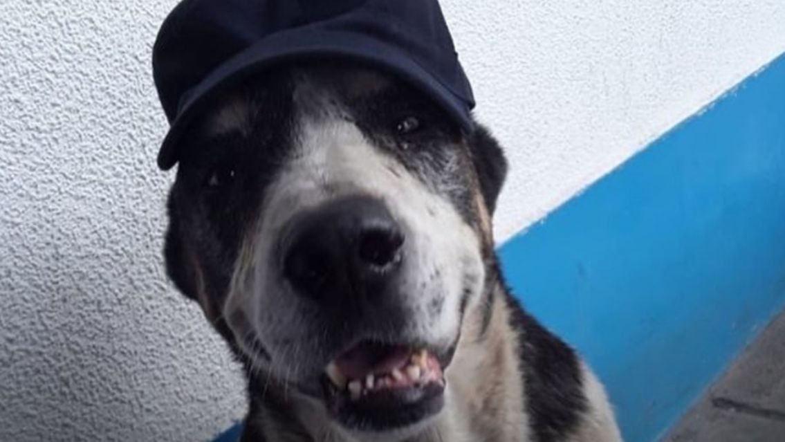 "Fuiste un excelente guardián": falleció el Sargento Moisés