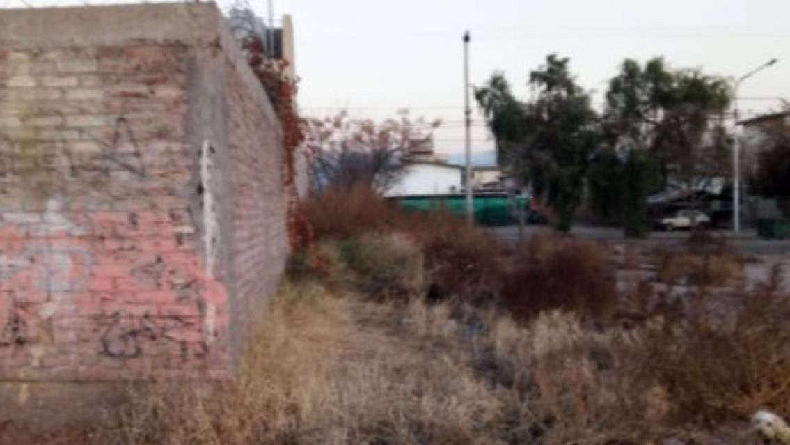 Tres pitbulls atacaron a una embarazada: Fueron directo a la panza