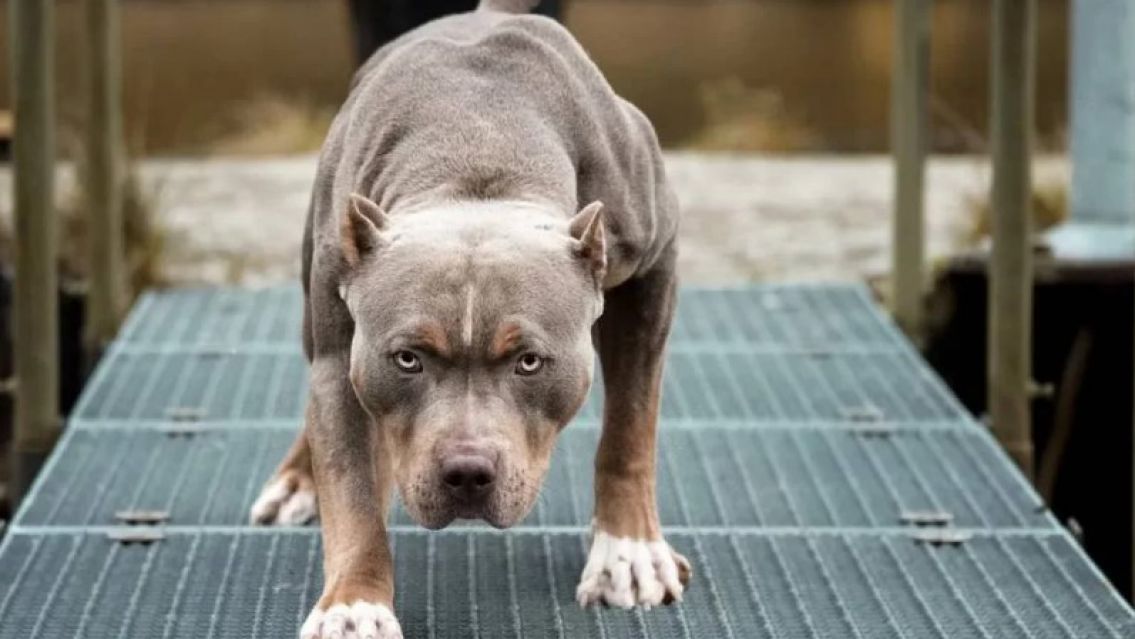 Una embarazada y su esposo fueron atacados por tres pitbulls