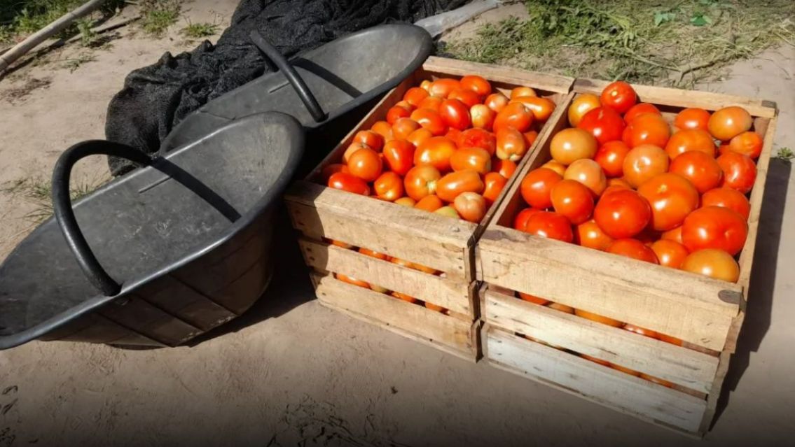 No lo compres: cuál es el tomate que viene enfermo y pone el riesgo a todos