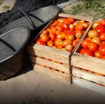 No lo compres: cuál es el tomate que viene enfermo y pone el riesgo a todos