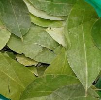 Hoja de coca: aumentó un 50% el precio en Jujuy