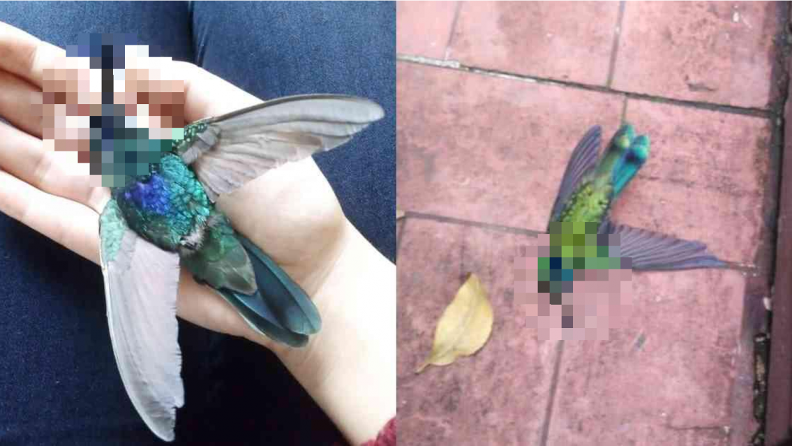 Aparecieron varios colibríes muertos: el estremecedor significado
