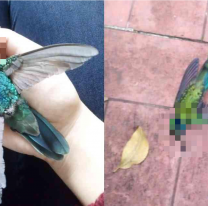 Aparecieron varios colibr&iacute;es muertos: el estremecedor significado