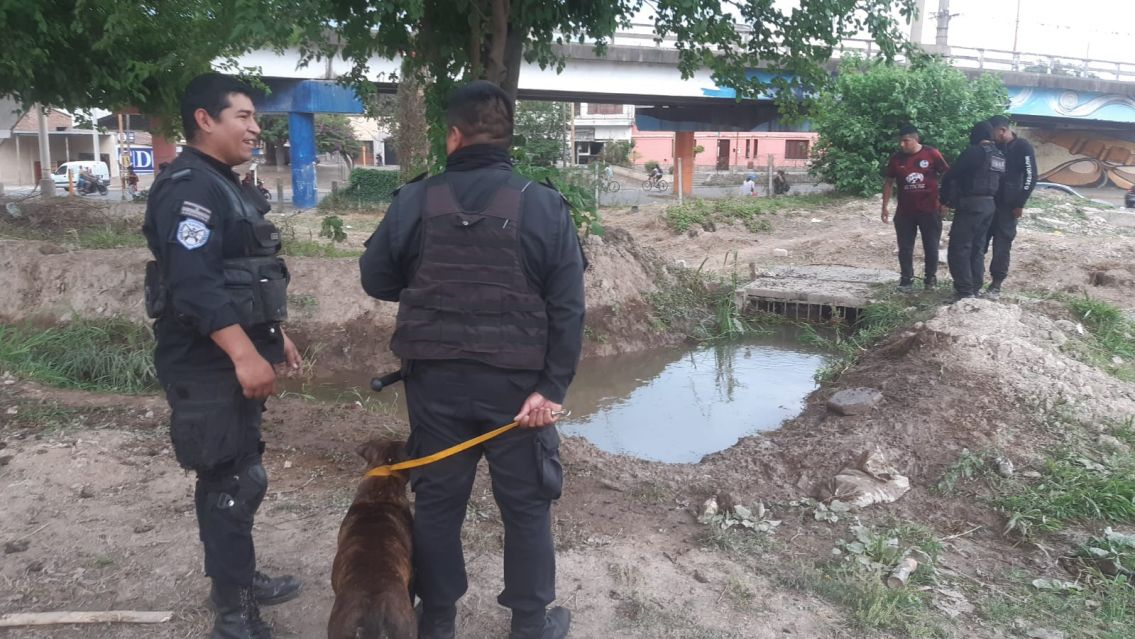 Desesperaci�n en Palpal�: Una perra hizo asustar a todos