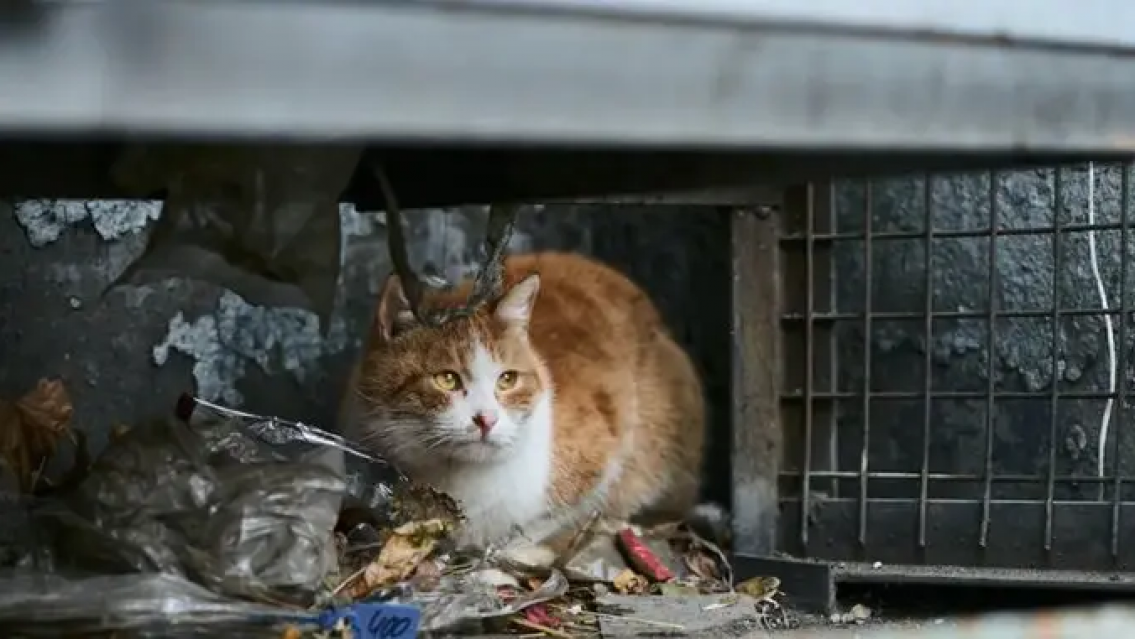 El horror: iban a vender gatos como carne de cordero y la Polic�a atrap� a los delincuentes a tiempo