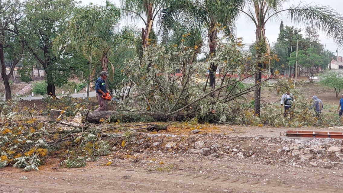 Palpalá: reanudaron la obra que paralizó una jueza por la masacre de árboles