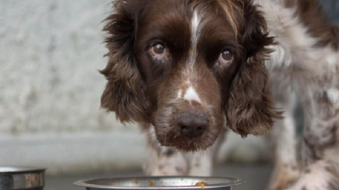 Chorros juje�os desvalijaron un refugio de animales: no dejaron nada