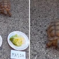 La tortuga qué siempre acierta los resultados de las elecciones anunció que pasa en el balotaje