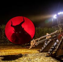 Afirman que apareció un "chivo gigante" en los cañaverales