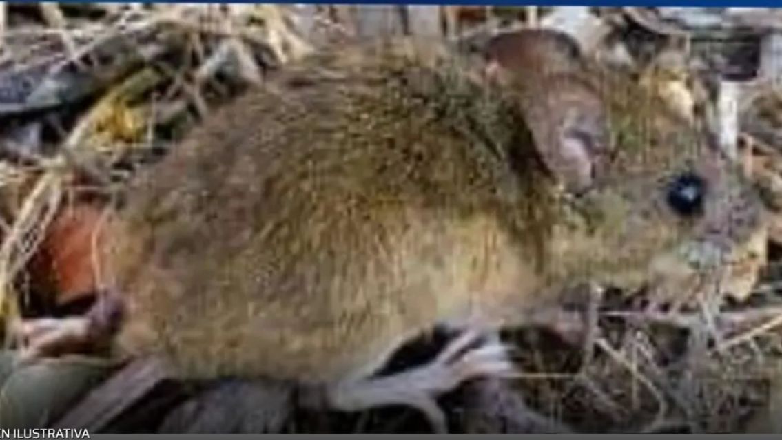 [URGENTE] Alerta m�xima: 3 casos de Hantavirus en un pueblito del norte