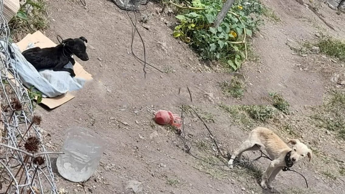 Foto: Jujuy Al Momento