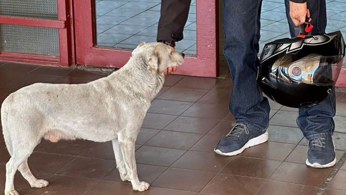 La emocionante historia de un perrito: su dueño falleció y lo espera en la puerta del hospital