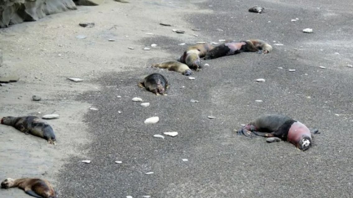 Por el brote de gripe aviar, murieron m�s de 1.200 lobos marinos en R�o Negro