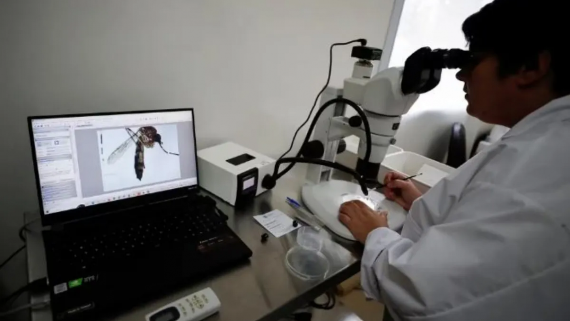 C�mo impacta el Dengue en quienes tuvieron Covid. Alerta por la temporada del mosquito