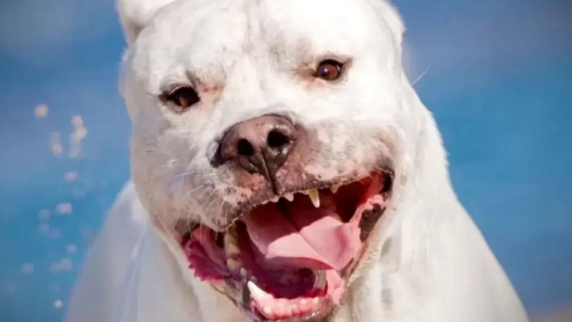 En Jujuy un hombre terminó internado tras ser atacado por un perro