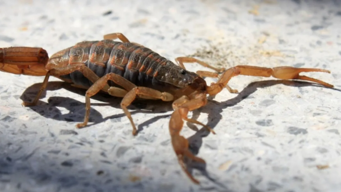 Fue picada por un alacrán y murió. La mujer tenía un avanzado embarazo