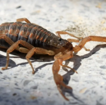 Fue picada por un alacrán y murió. La mujer tenía un avanzado embarazo