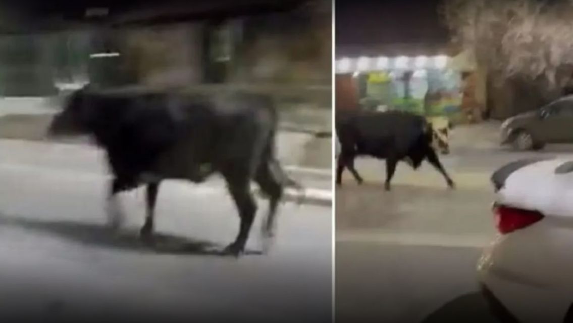 ¡A meter los chicos! Toro mató a jubilado y ahora anda suelto por el barrio