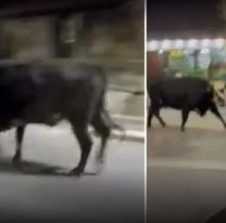 ¡A meter los chicos! Toro mató a jubilado y ahora anda suelto por el barrio