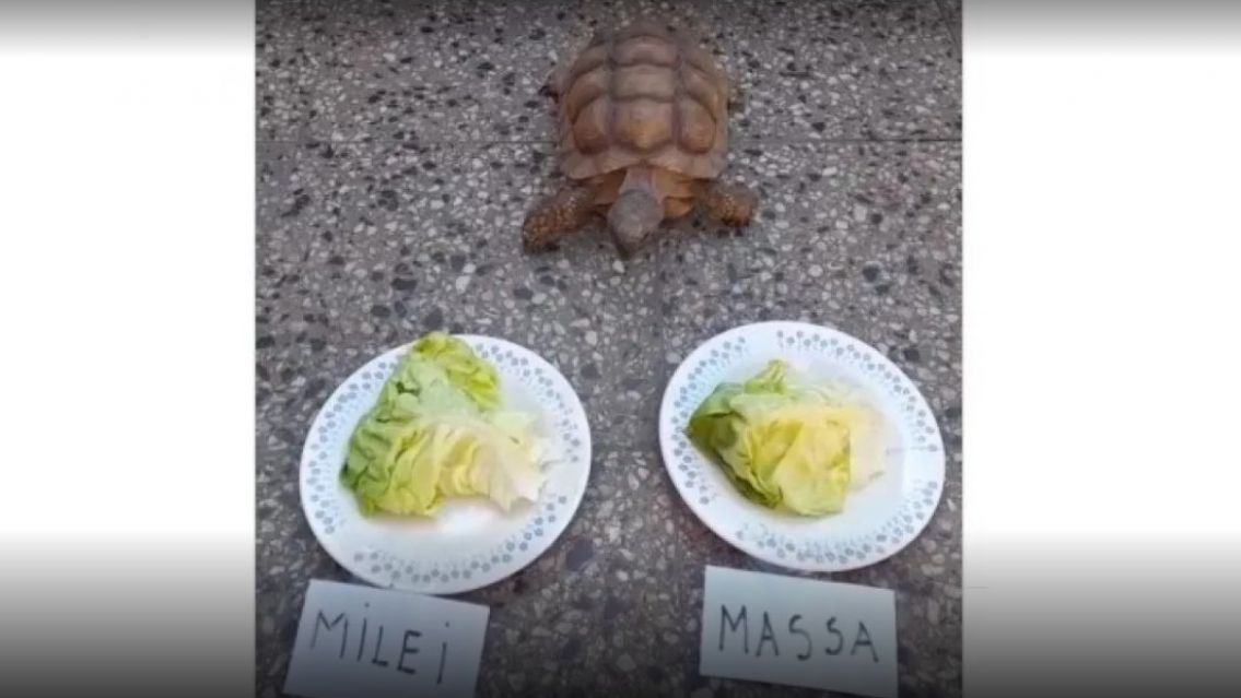 La tortuga Pandolfina, la que adivin� los resultados del mundial, eligi� entre Massa y Milei