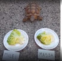 La tortuga Pandolfina, la que adivinó los resultados del mundial, eligió entre Massa y Milei