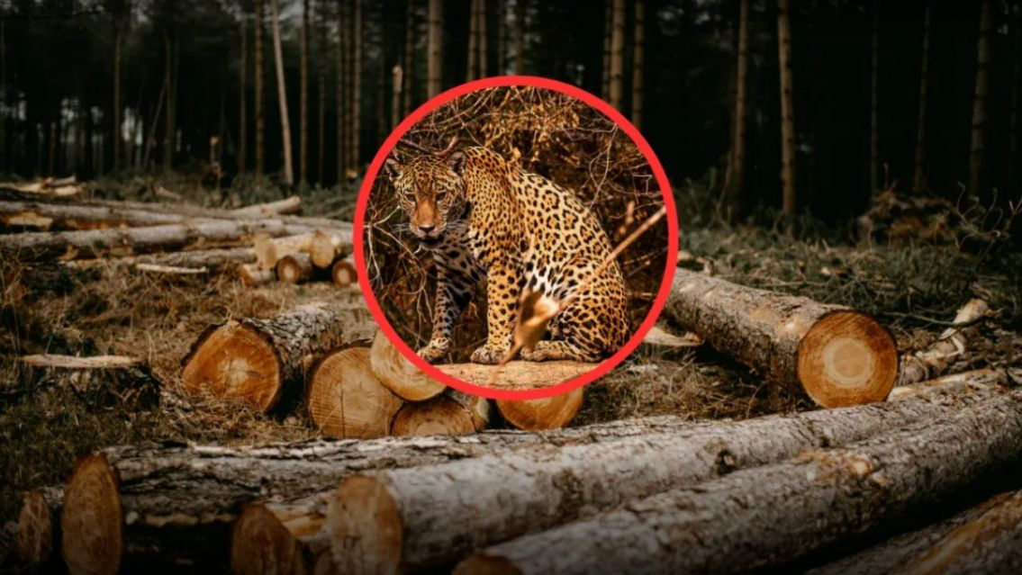 Greenpeace pide deforestación cero en provincias norteñas: "Quedan 20 yaguaretés"