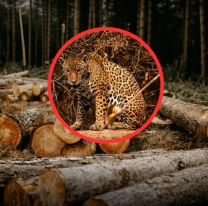 Greenpeace pide deforestaci&oacute;n cero en provincias norte&ntilde;as: "Quedan 20 yaguaret&eacute;s"