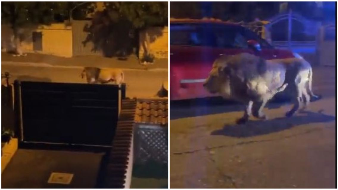 Se escapó un león de circo y aterrorizó a todos los vecinos