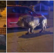 Se escap&oacute; un le&oacute;n de circo y aterroriz&oacute; a todos los vecinos