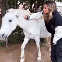 Julieta Poggio visit&oacute; el norte y fue pateada por un caballo. &iexcl;Qu&eacute; mala suerte!