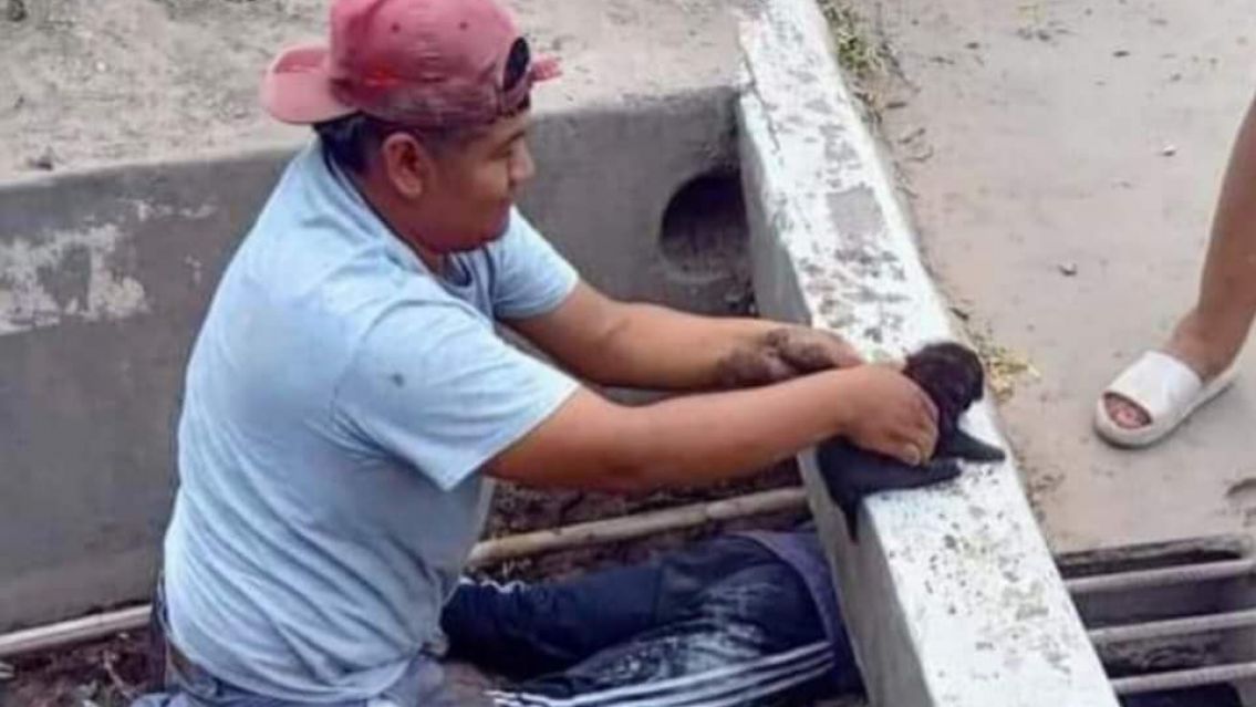 San Pedro: rescataron a una familia de perritos que estaba en peligro