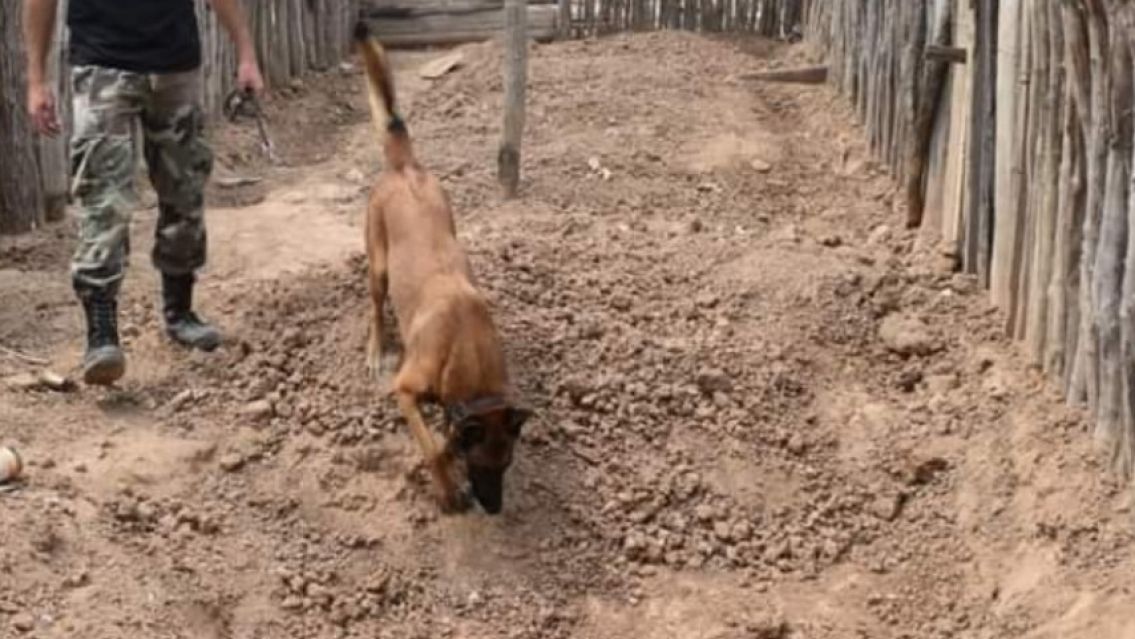 Encontraron a un beb� reci�n nacido enterrado en un chiquero 