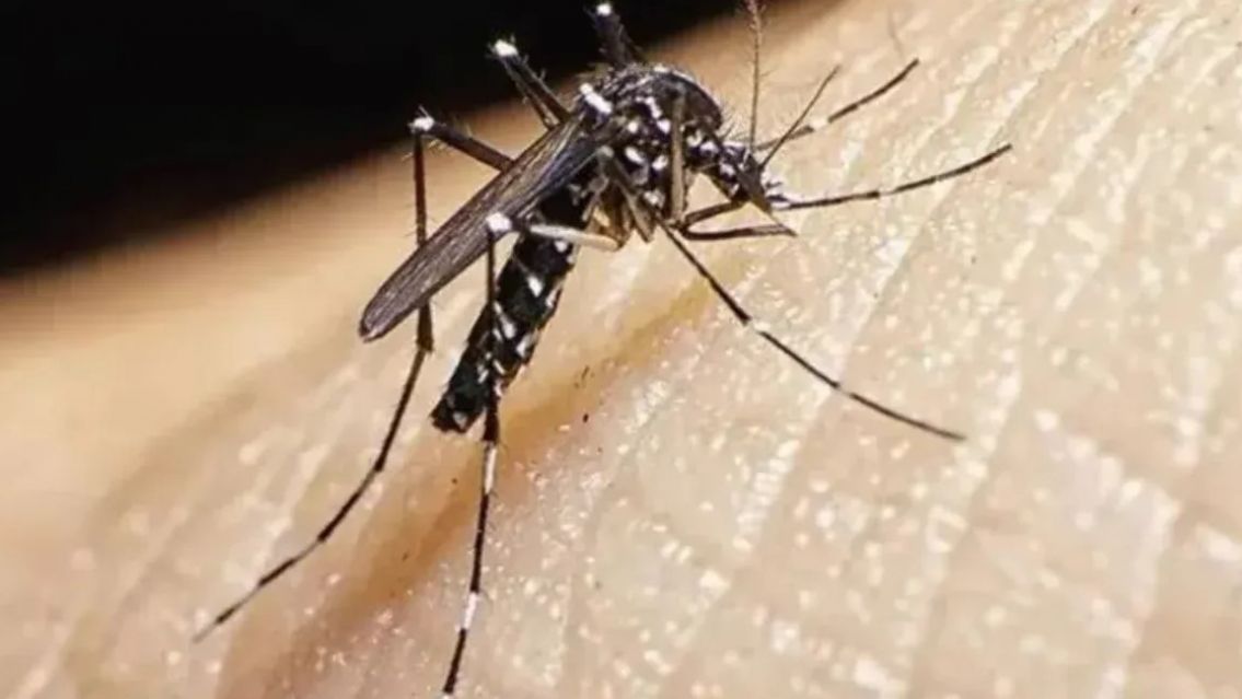 El truco infalible para evitar que los mosquitos entren a la casa