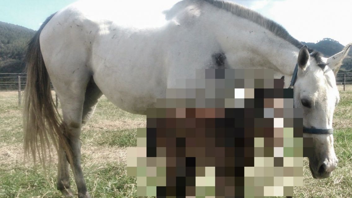 [HAY FOTOS] Naci� un potrillo y cuando le vieron la cabeza descubrieron algo tremendo