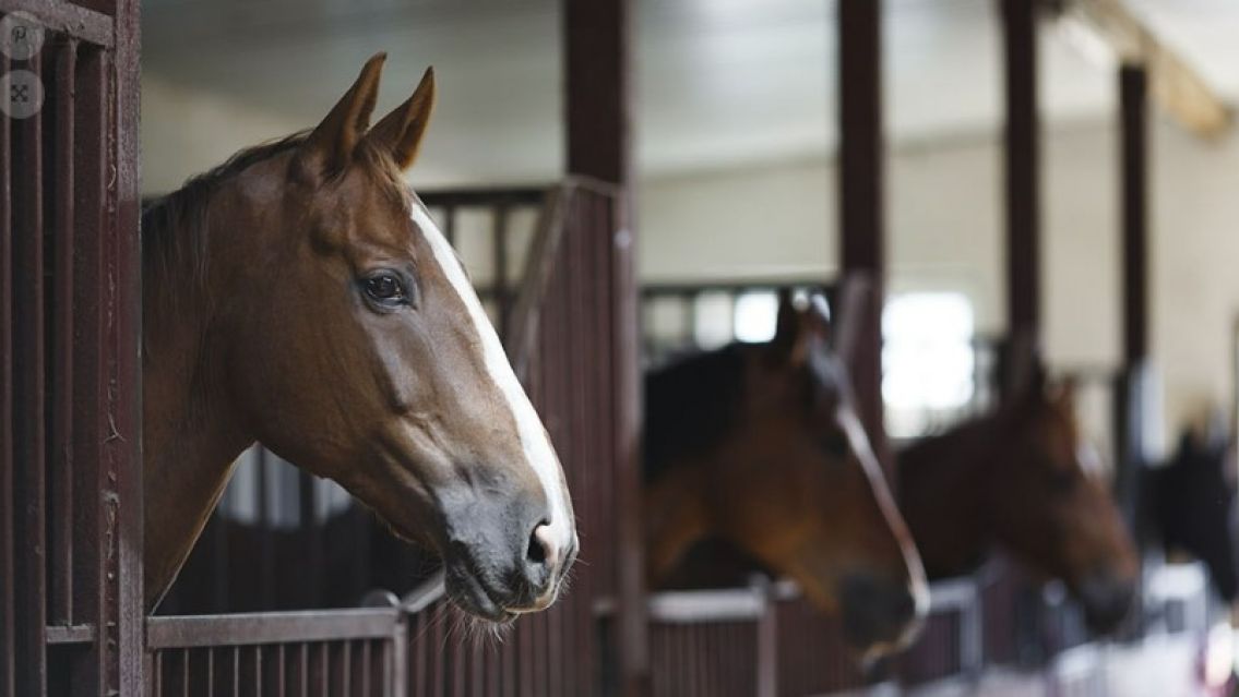 Brote de encefalomielitis equina: �Qu� es y c�mo afecta a los humanos?