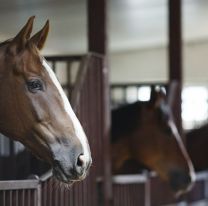 Brote de encefalomielitis equina: ¿Qué es y cómo afecta a los humanos?