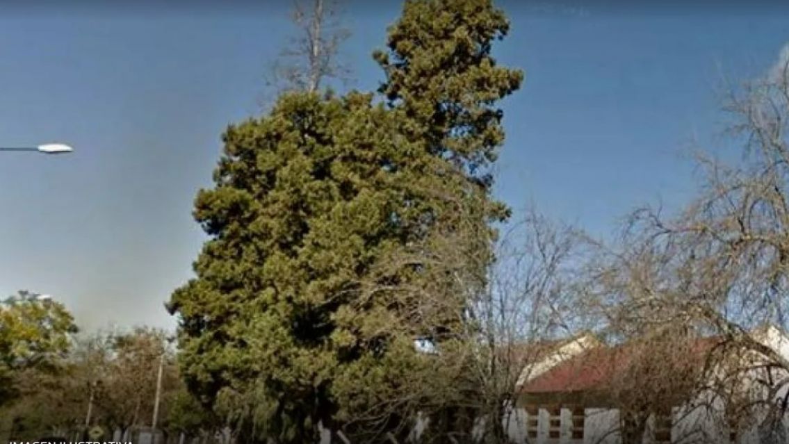 Muri� una nena tras caer de un �rbol en la escuela: ten�a 11 a�os