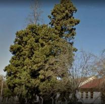 Murió una nena tras caer de un árbol en la escuela: tenía 11 años