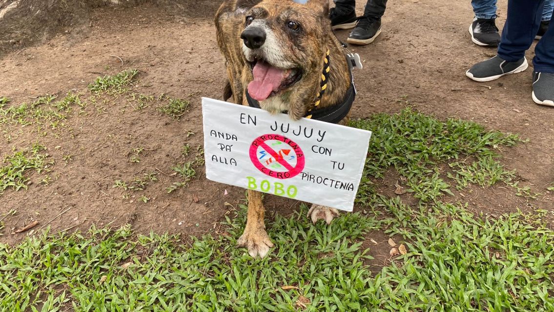 Perritos jujeños marcharon en Plaza Belgrano contra el uso de pirotecnia