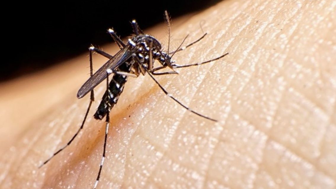 Dengue en Jujuy: El caso que alarmó a todos