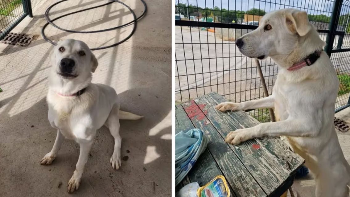 Una perrita fue abandonada y espera a sus dueños todos los días: "nos hace llorar"