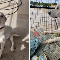 Una perrita fue abandonada y espera a sus due&ntilde;os todos los d&iacute;as: "nos hace llorar"